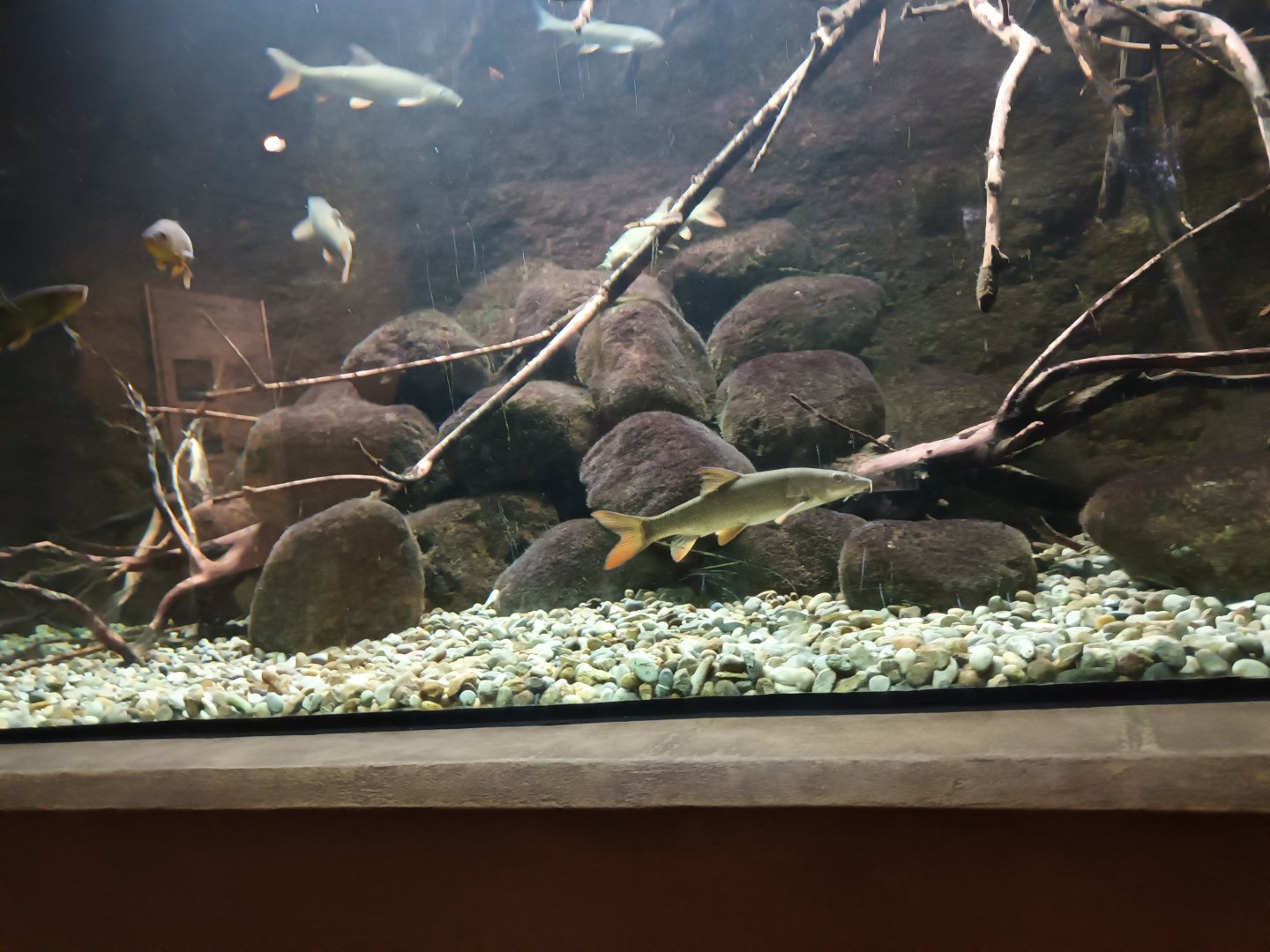 Freshwater Life Common Barbel and Tench Tank