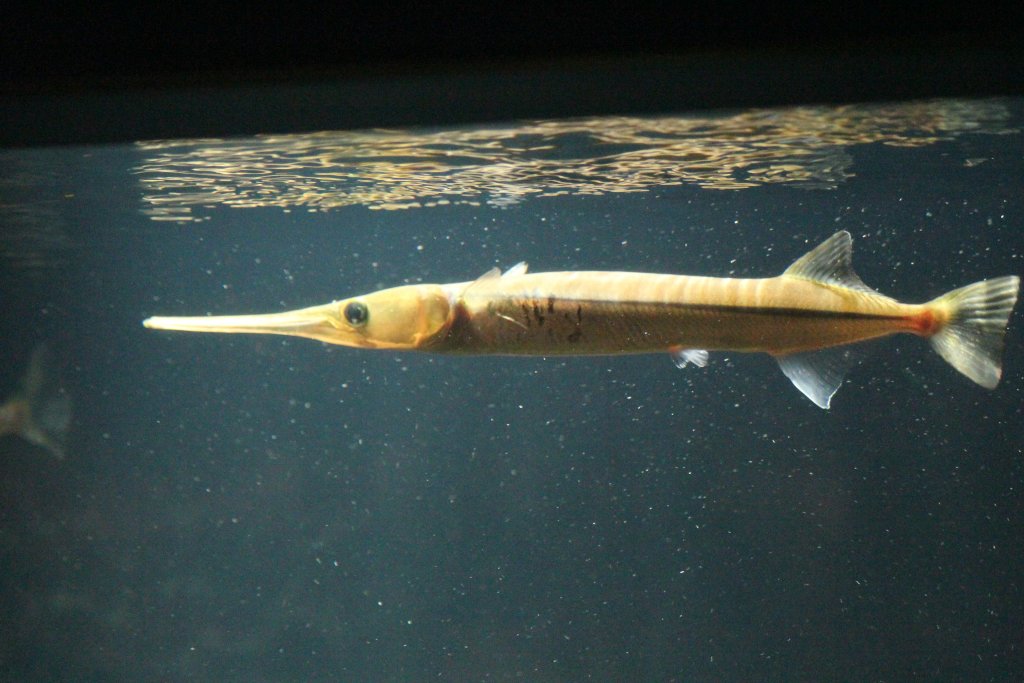 Freshwater Longtom (Strongylura krefftii)