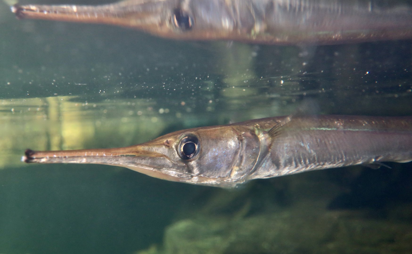Freshwater Longtom (Strongylura krefftii)