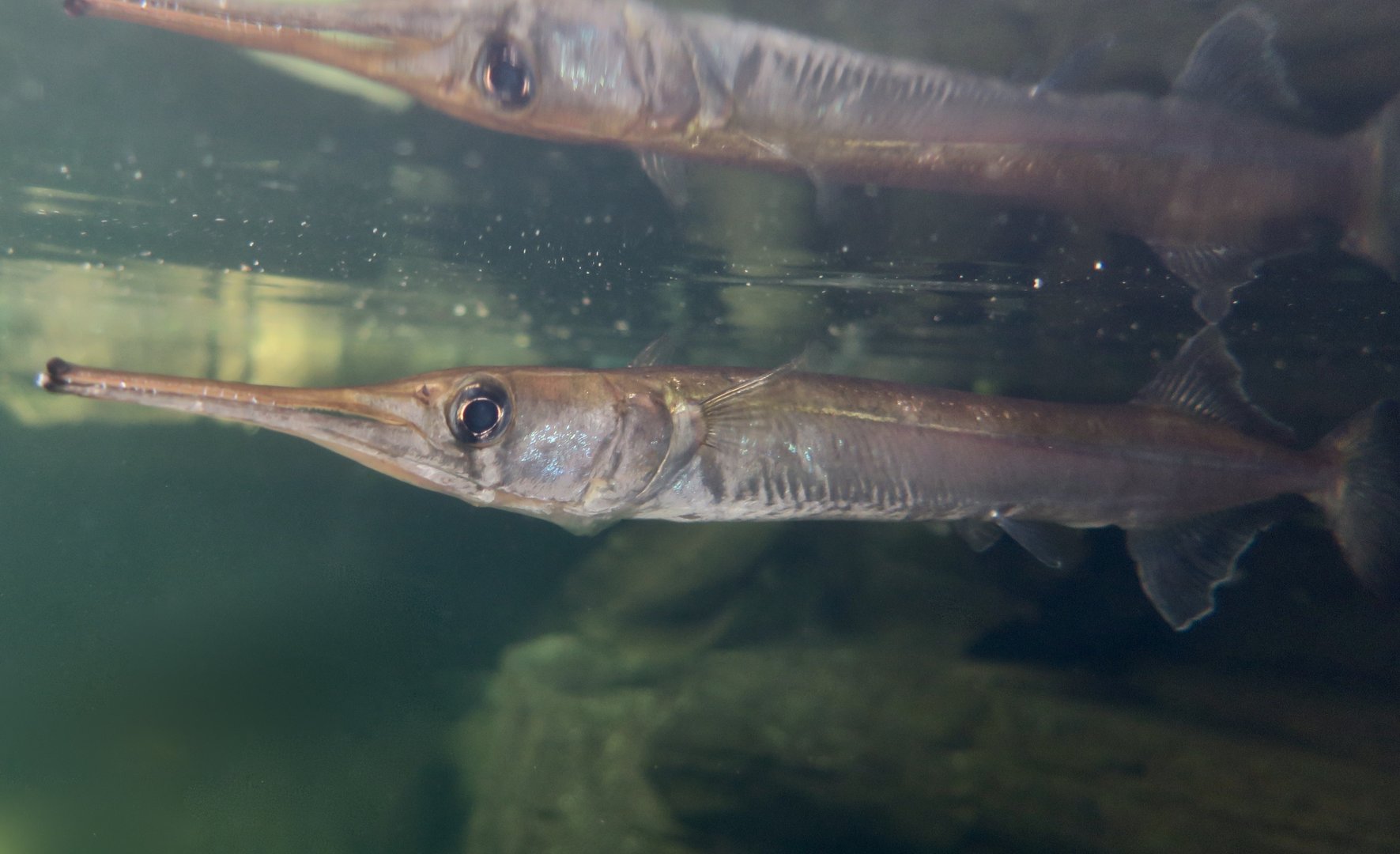 Freshwater Longtom (Strongylura krefftii)