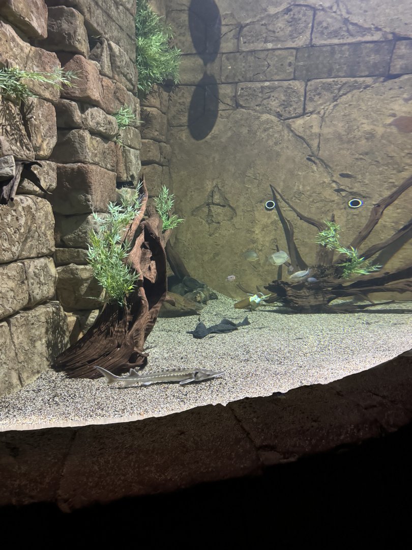 Freshwater Manta Que tank