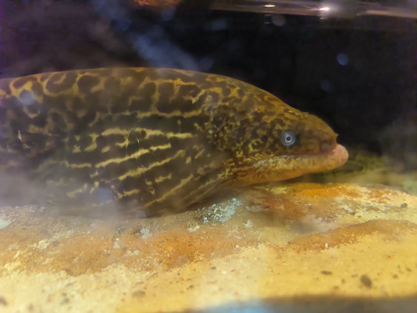 Freshwater Moray Eel