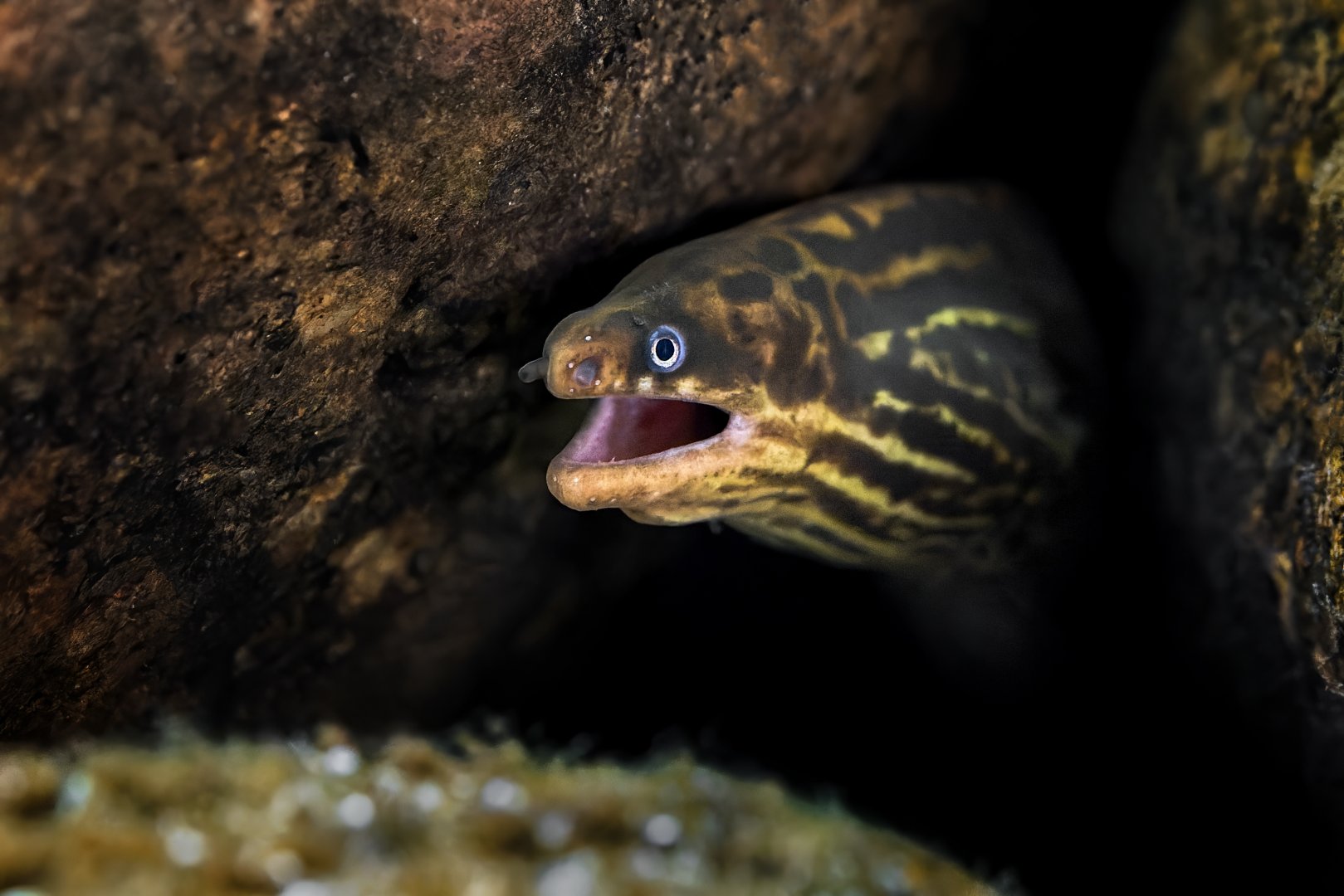 Freshwater moray (Gymnothorax polyuranodon)