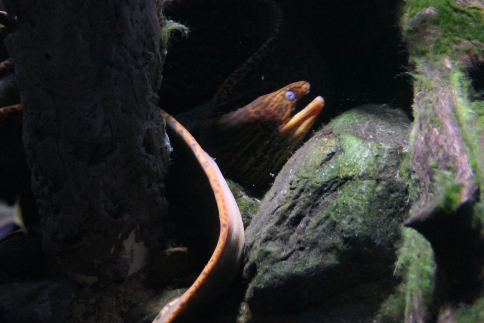 Freshwater Moray (Gymnothorax polyuranodon)