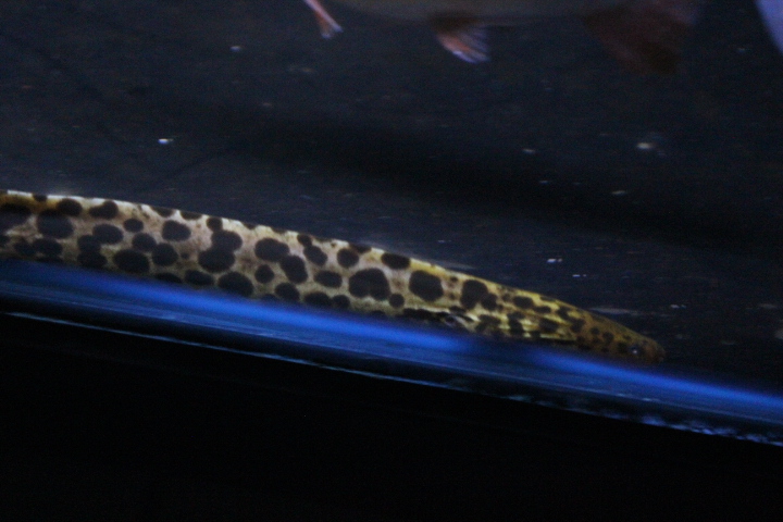 Freshwater moray (Gymnothorax polyuranodon)