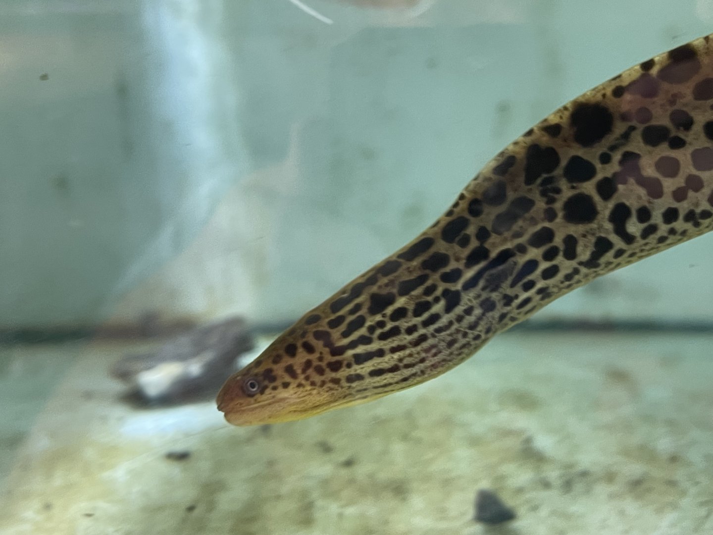 freshwater moray (gymnothorax polyuranodon)