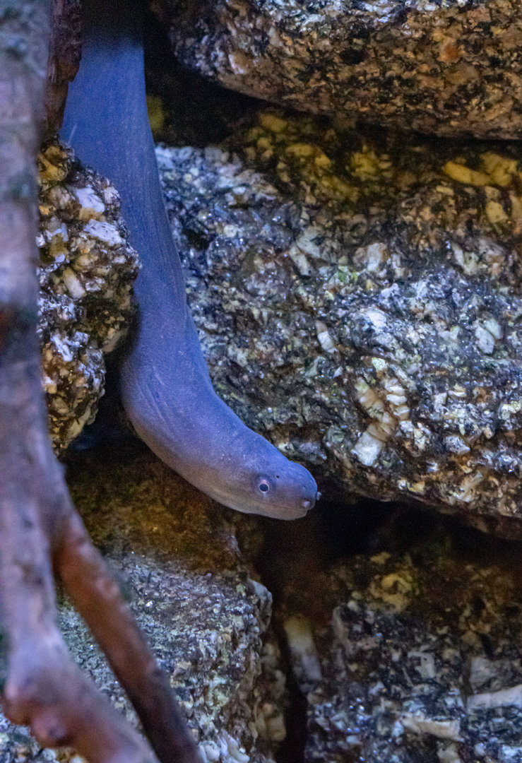 Freshwater moray (Gymnothorax tile)