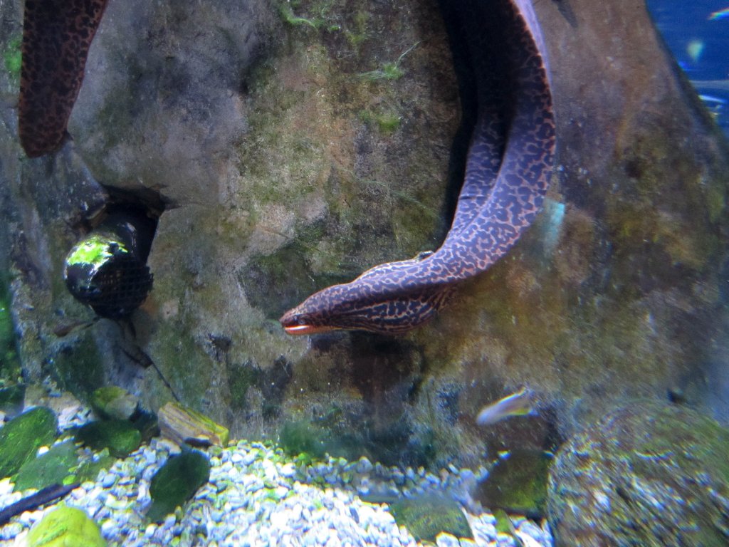 Freshwater Moray