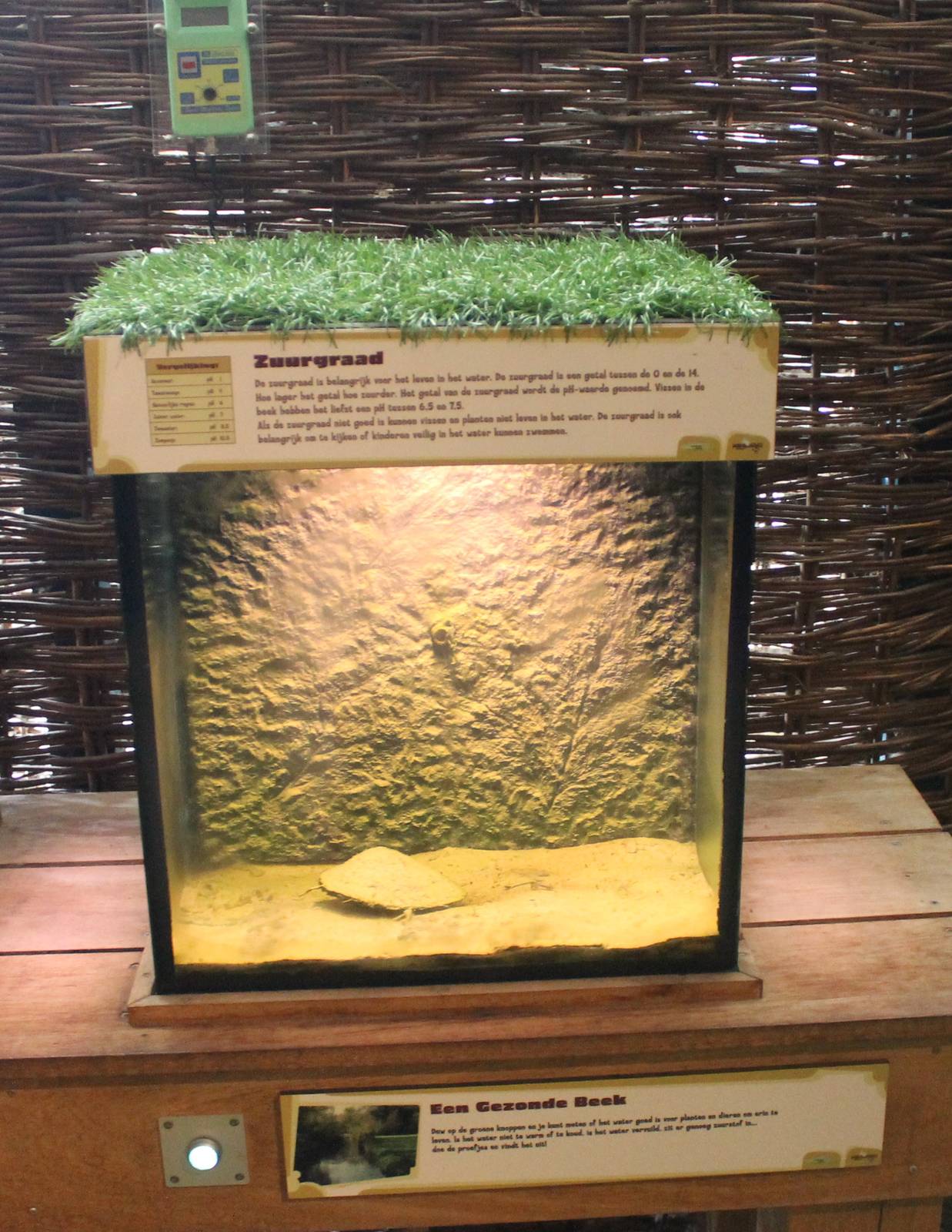 Freshwater mussel aquarium