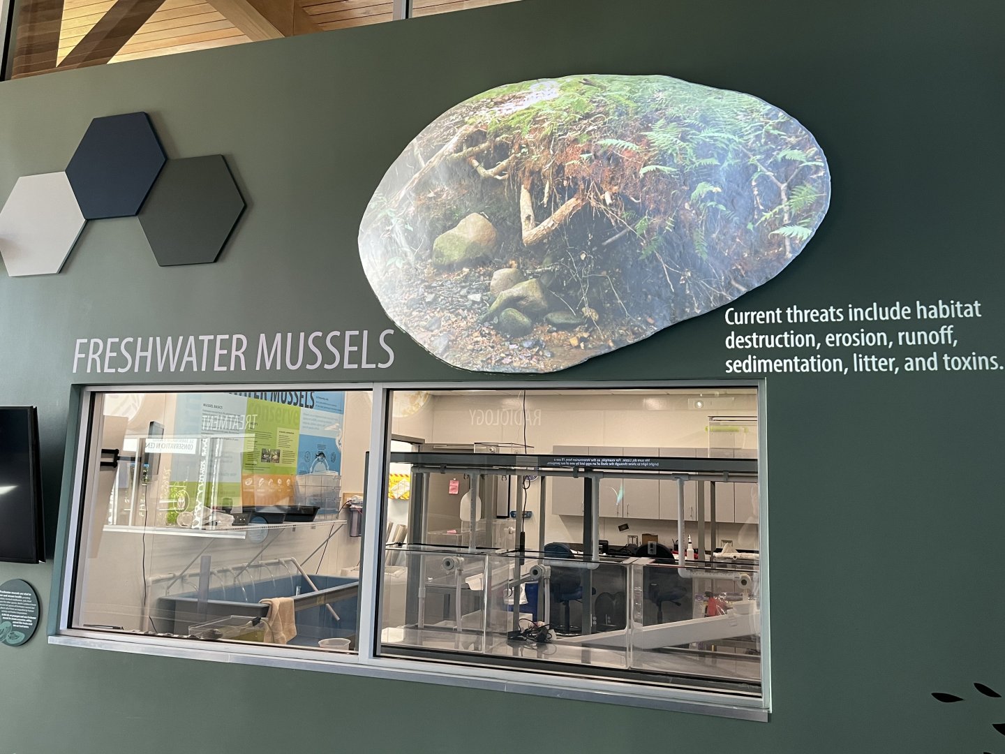 Freshwater Mussel Lab