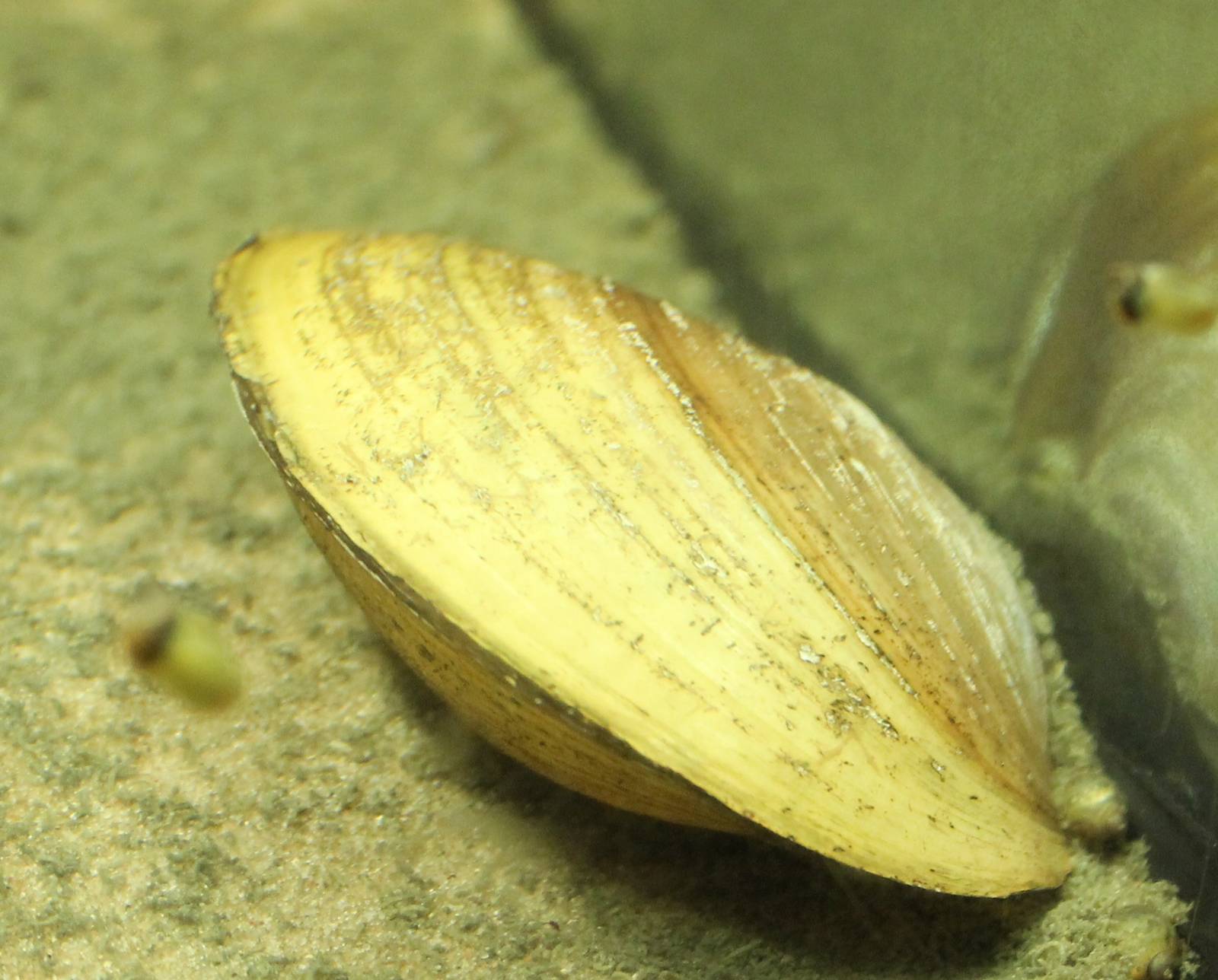 Freshwater mussel species