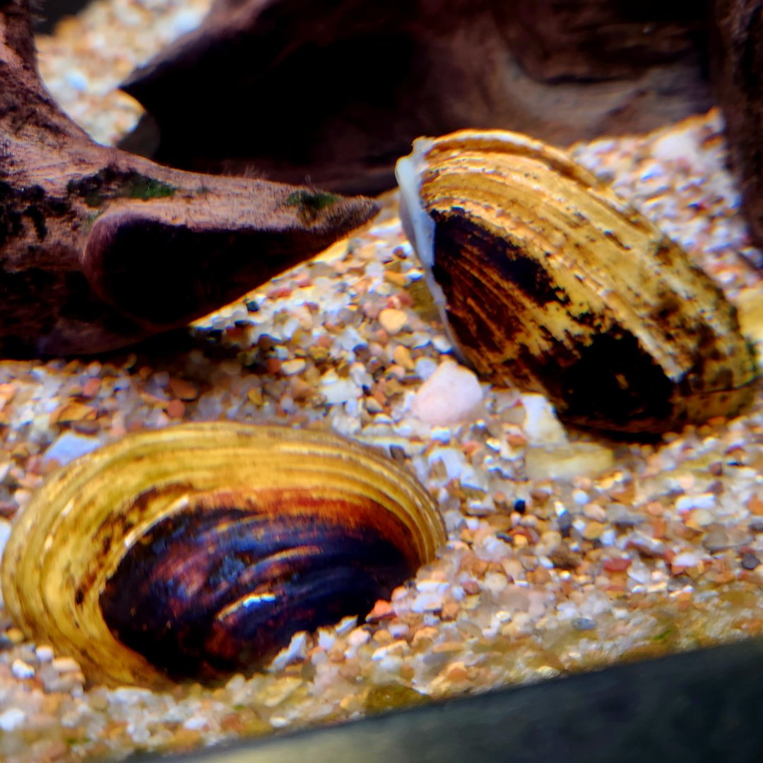 Freshwater Mussels (Unionidae sp.)