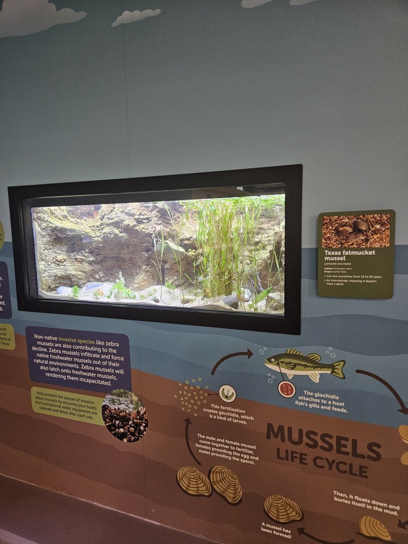 Freshwater Mussels