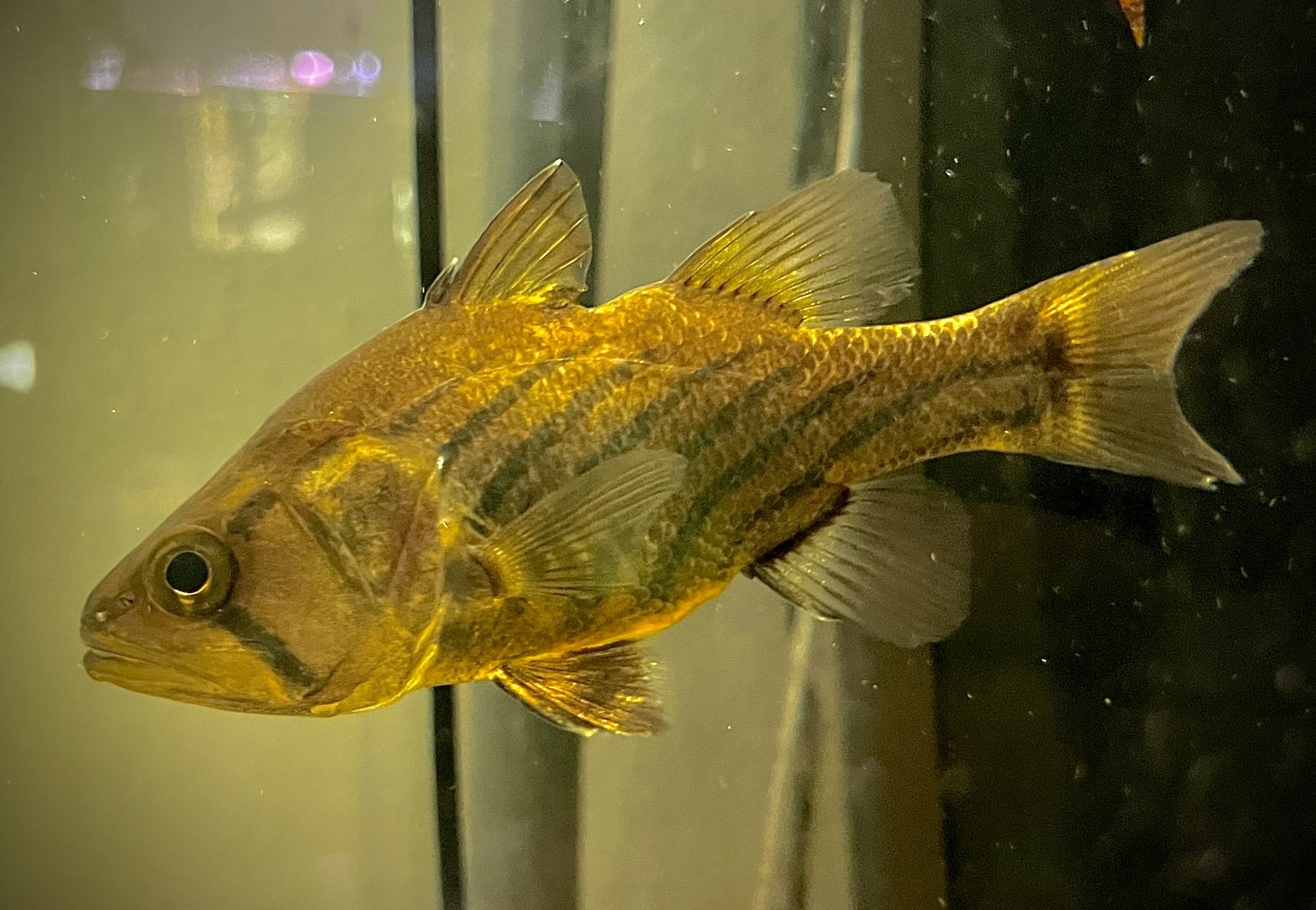 Freshwater Papuan Cardinalfish (Glossamia wichmanni)