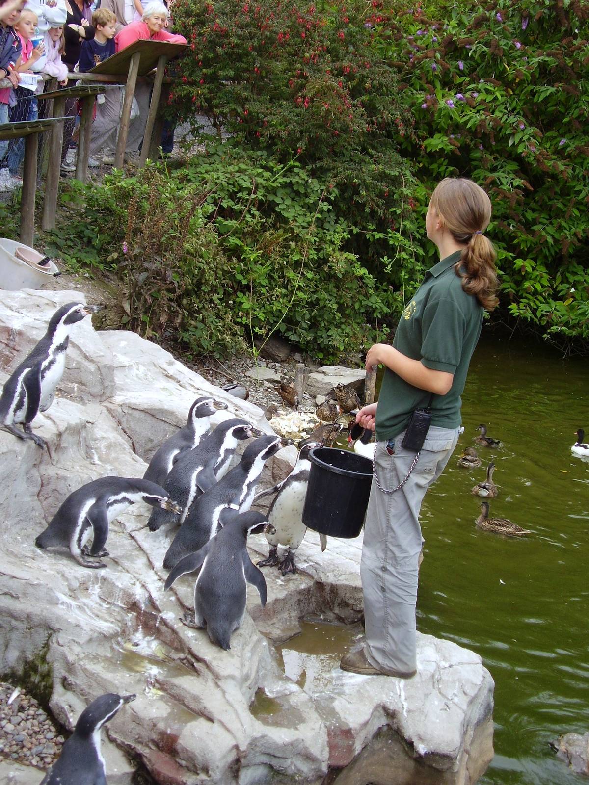 Freshwater Penguins?