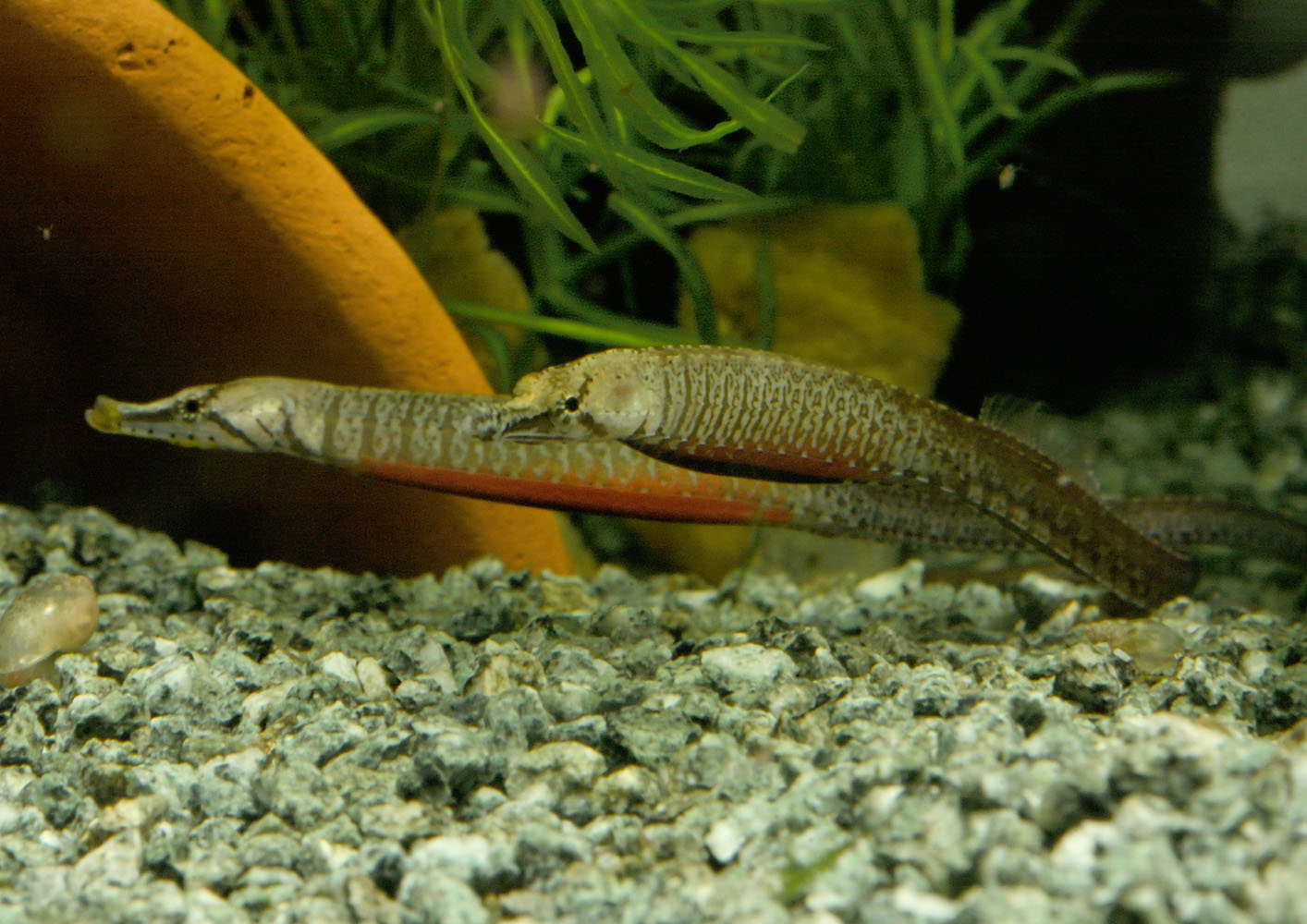 Freshwater pipefish courtship