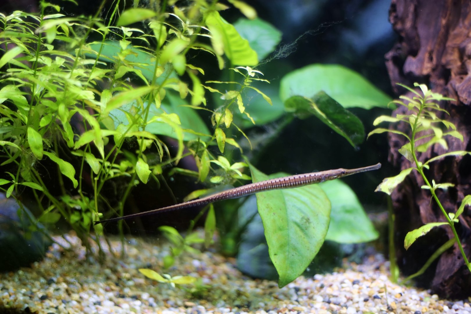 Freshwater Pipefish (Doryichthys deokhatoides)