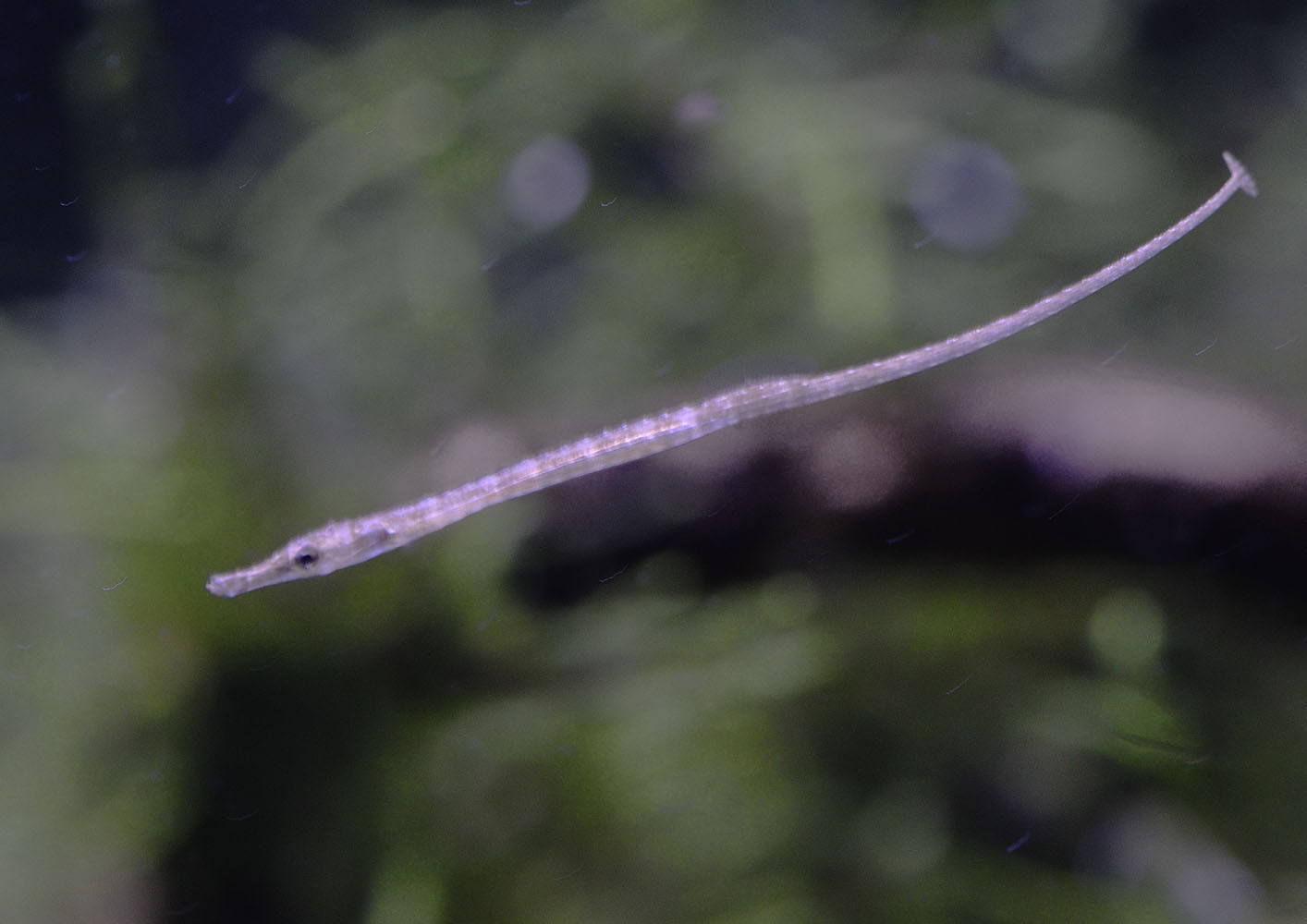 Freshwater pipefish fry