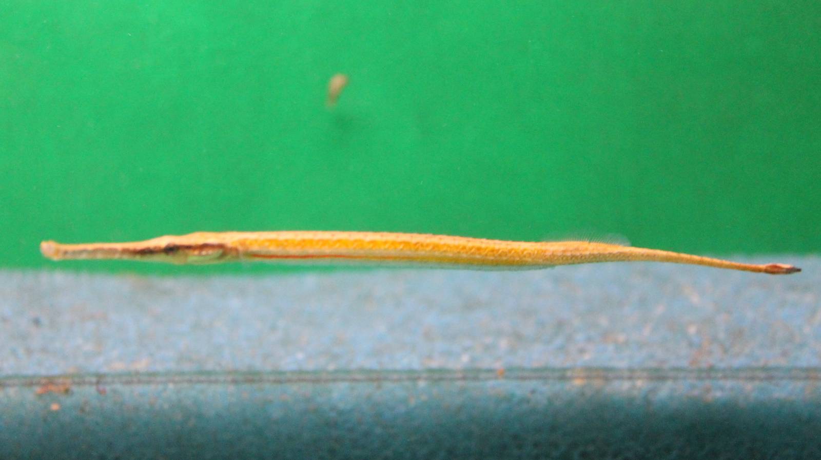 Freshwater pipefish ID