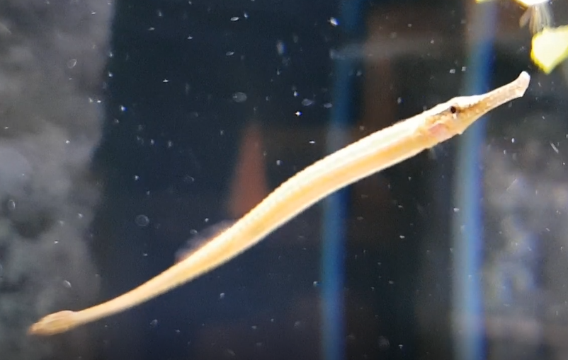 Freshwater pipefish - Microphis brachyurus