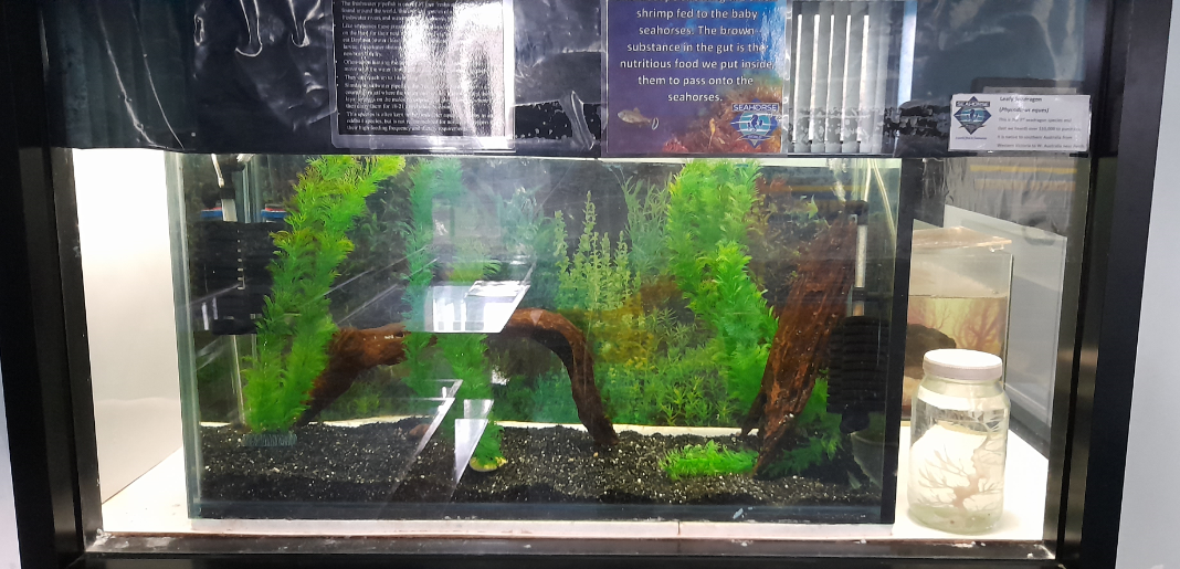 Freshwater Pipefish Tank