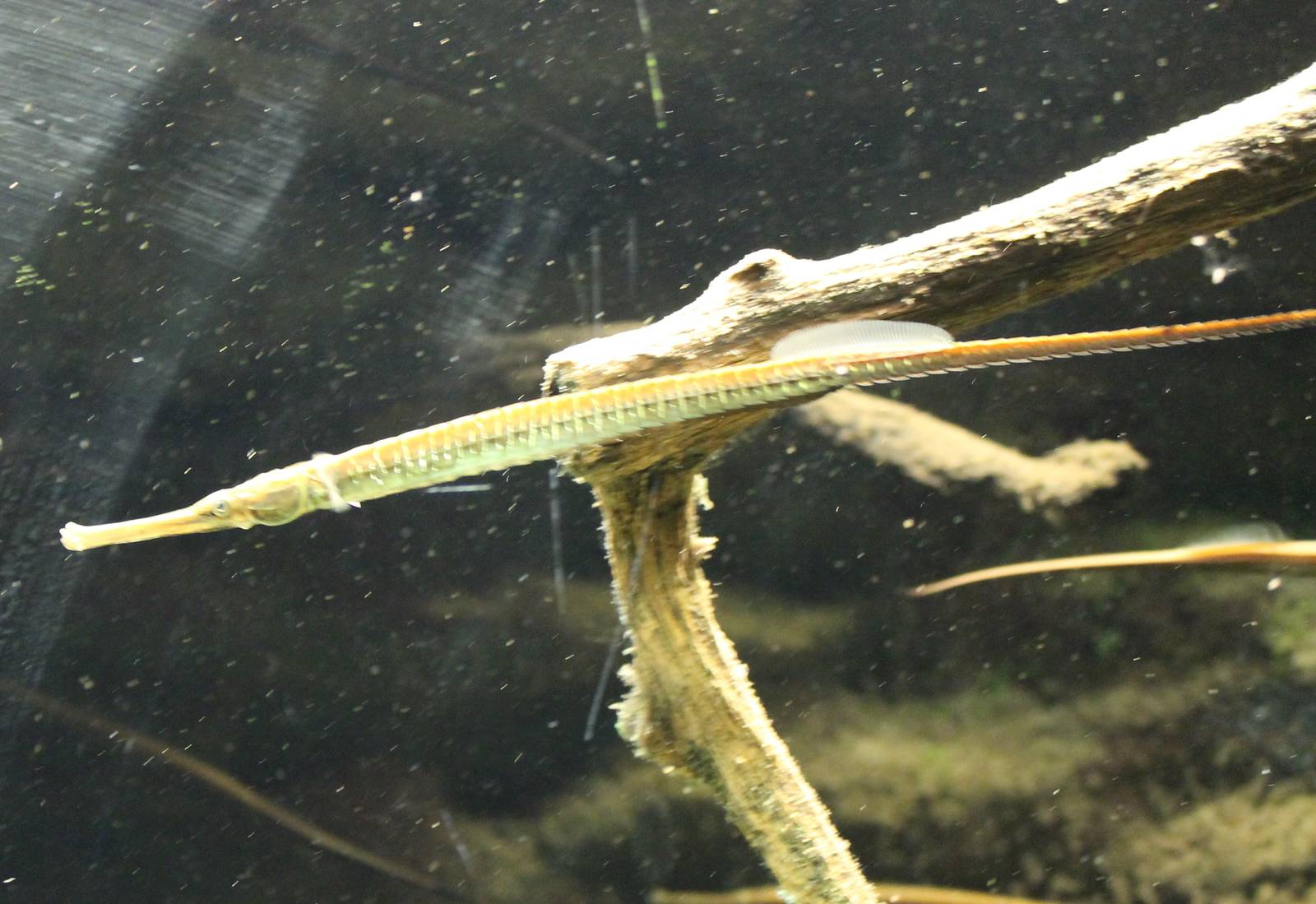 Freshwater pipefish