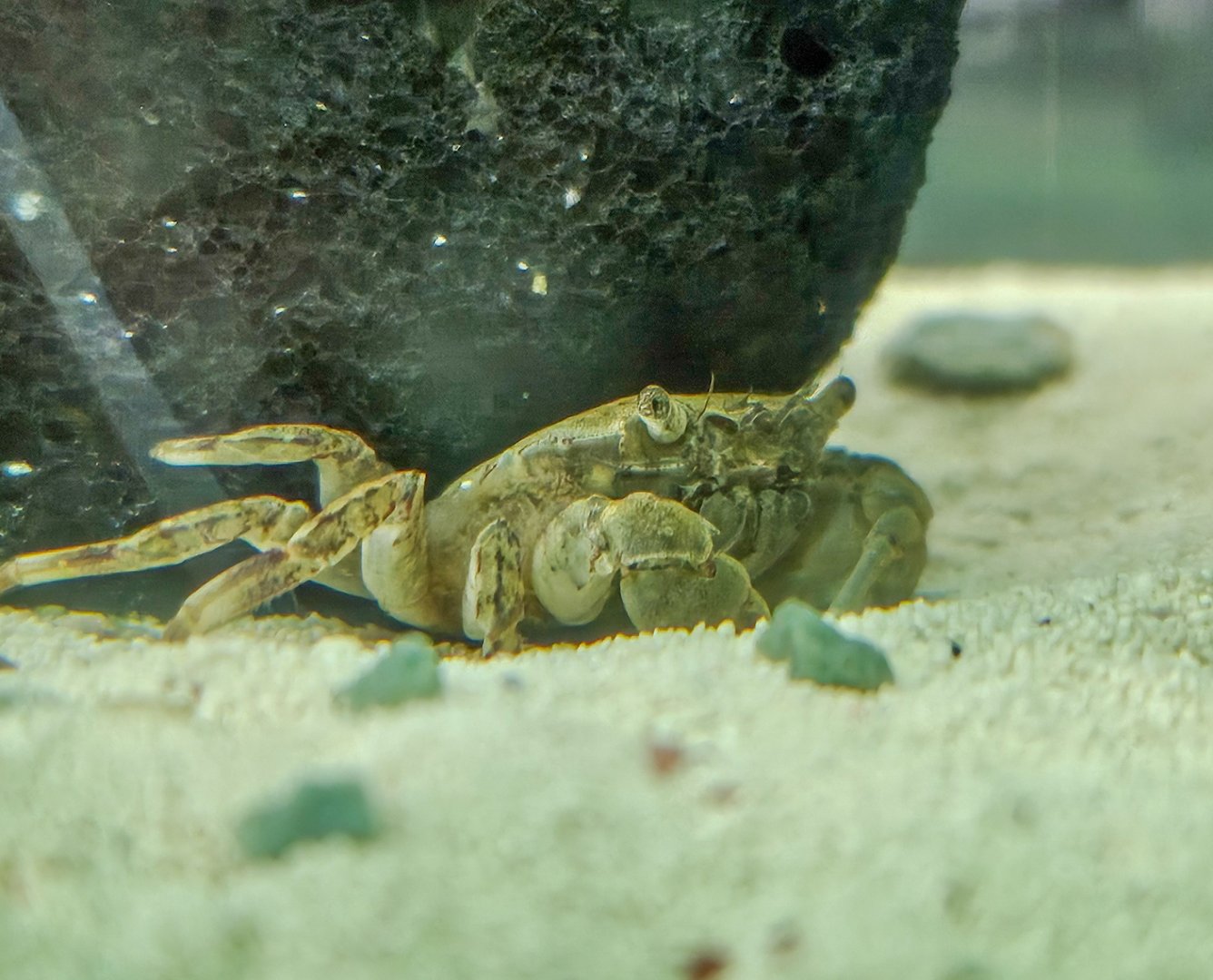 Freshwater Pom-pom Crab (Ptychognathus barbatus)