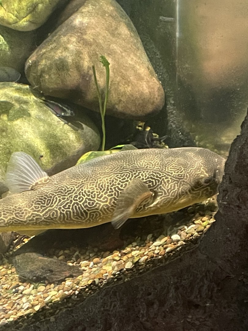Freshwater Puffer