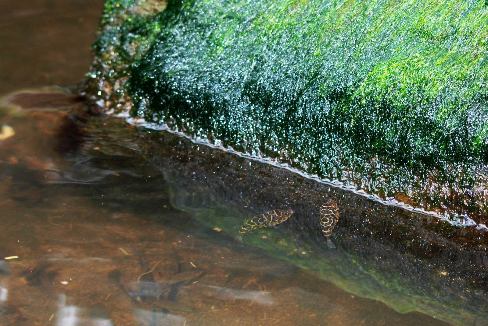 Freshwater Pufferfish in Tortuguero, 15/04/14