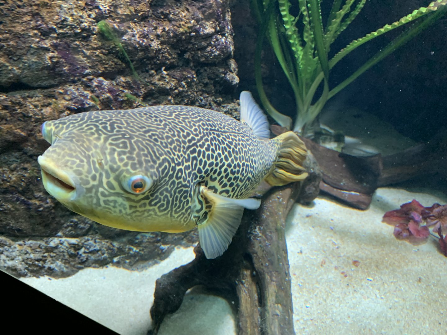 Freshwater pufferfish