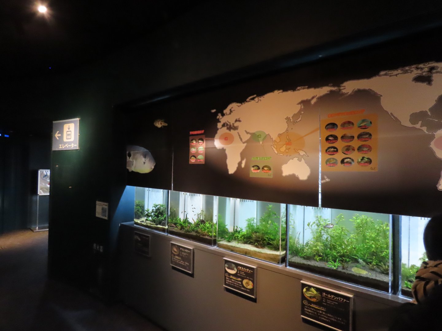 Freshwater puffers rows