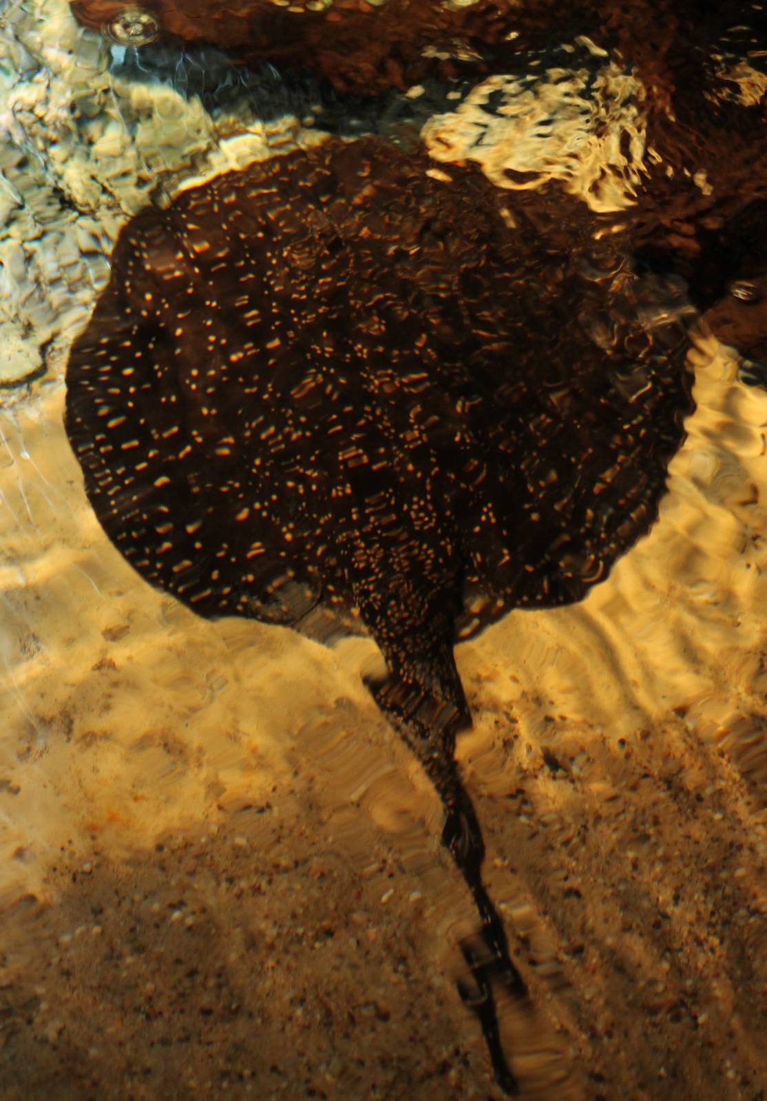 Freshwater ray ID