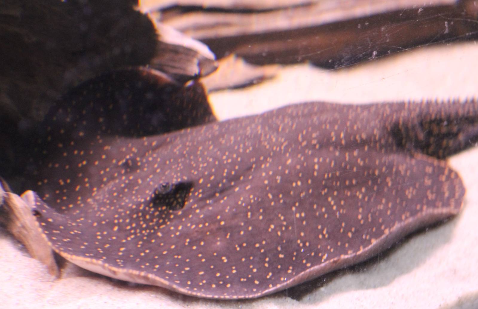 Freshwater ray ID
