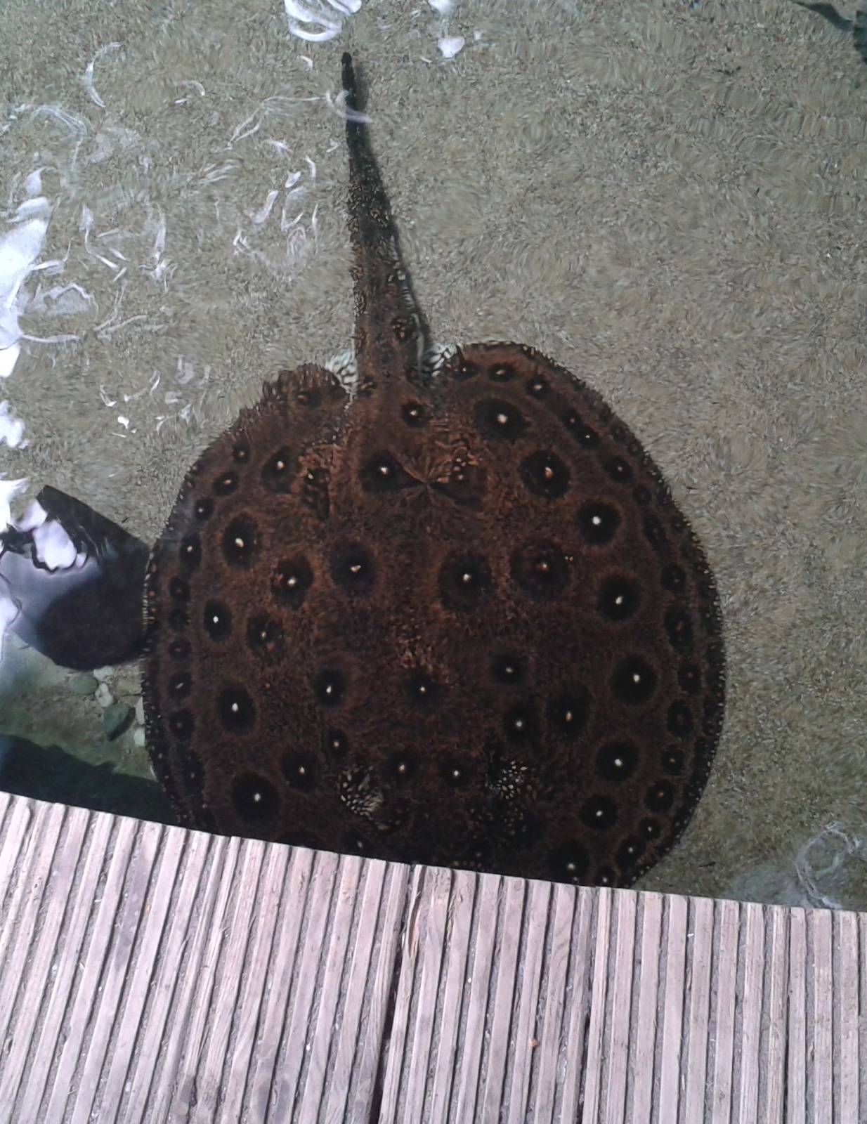 Freshwater ray species