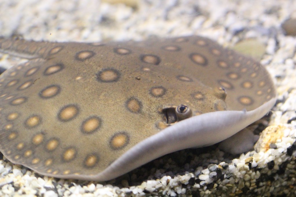 Freshwater Ray