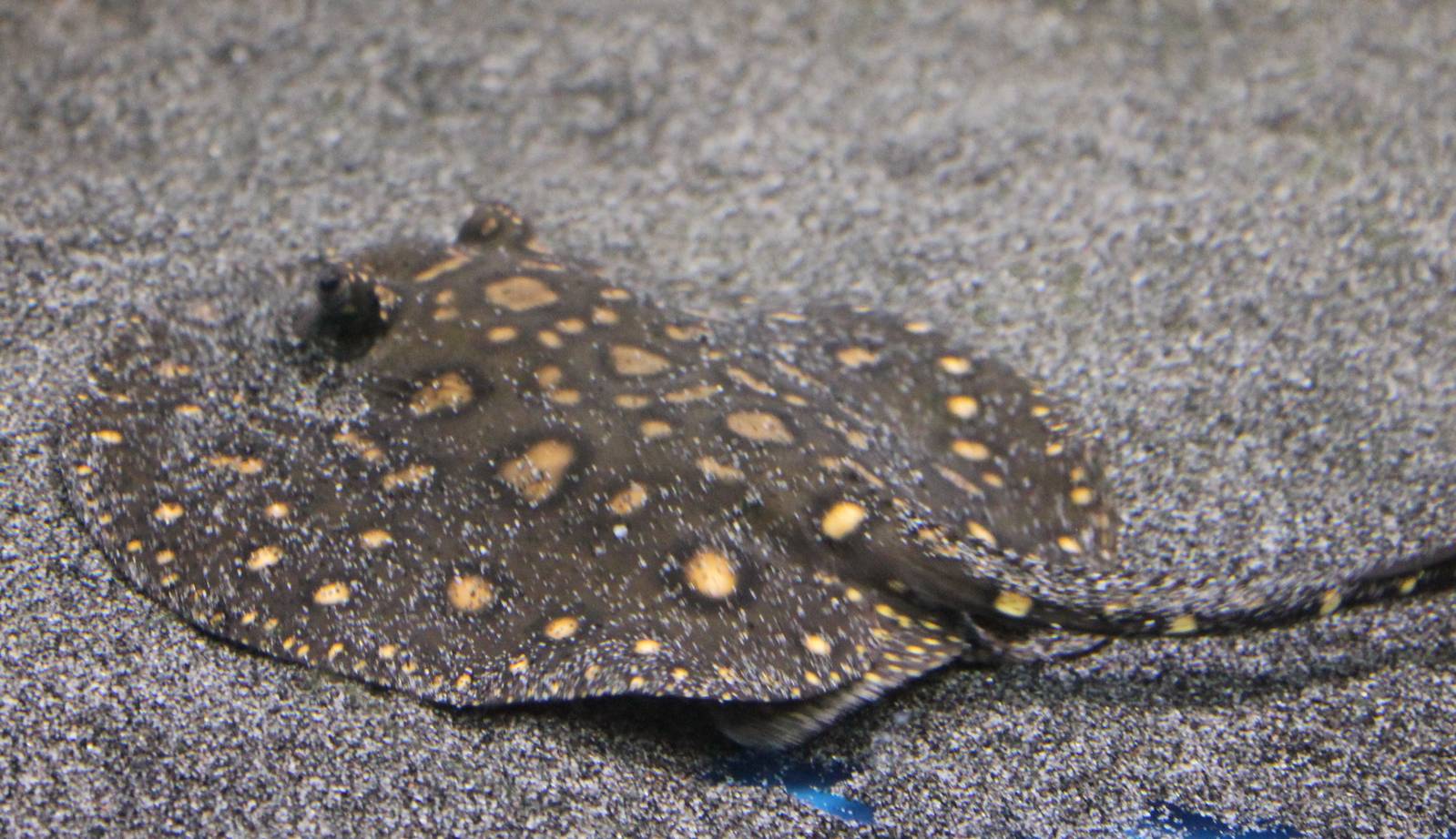 Freshwater ray