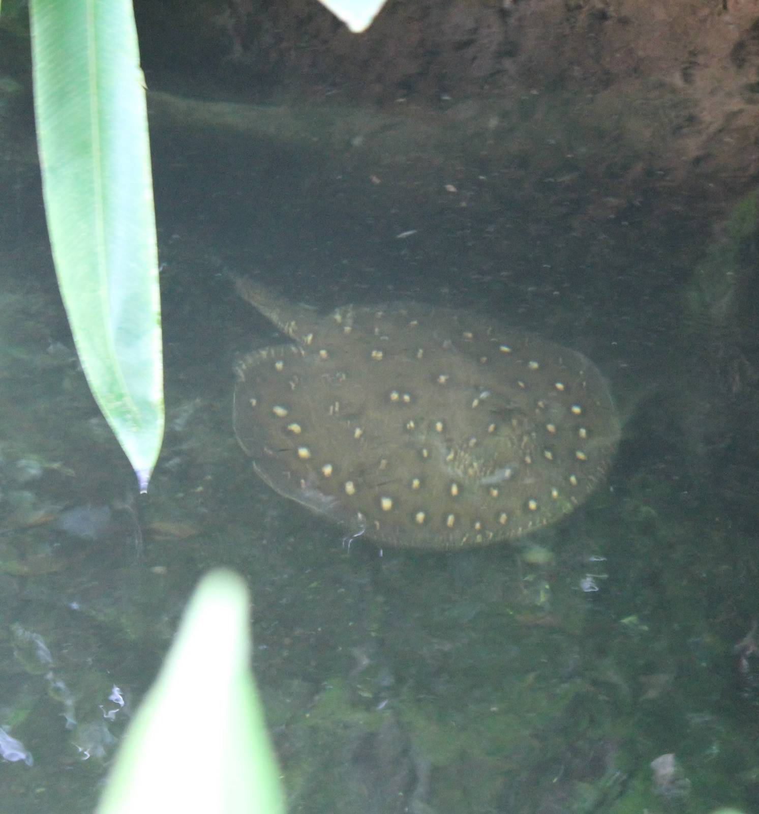 Freshwater ray