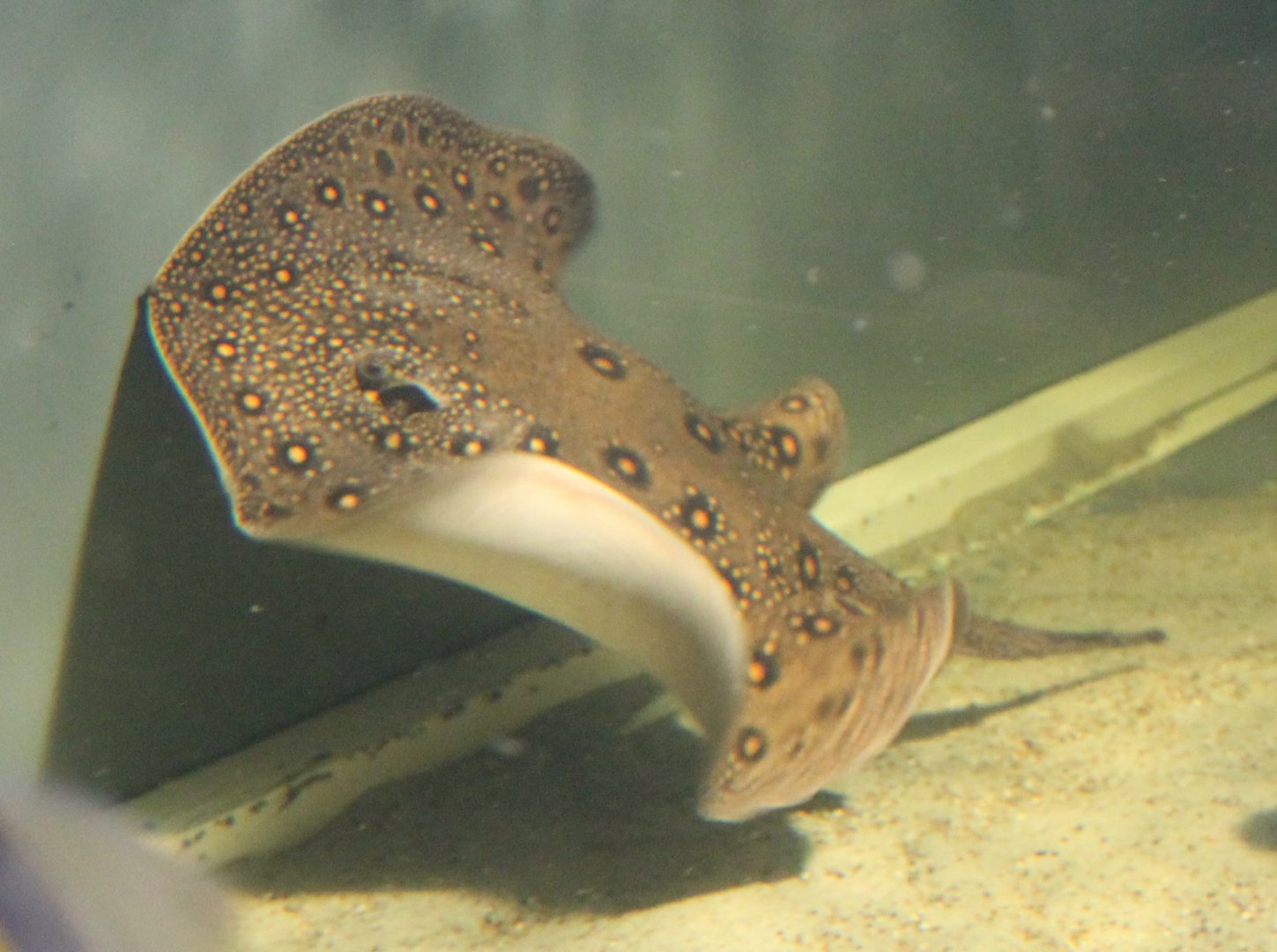 Freshwater ray