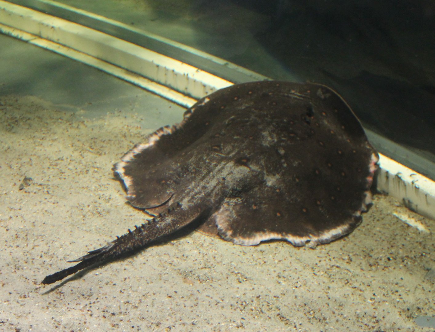 Freshwater ray