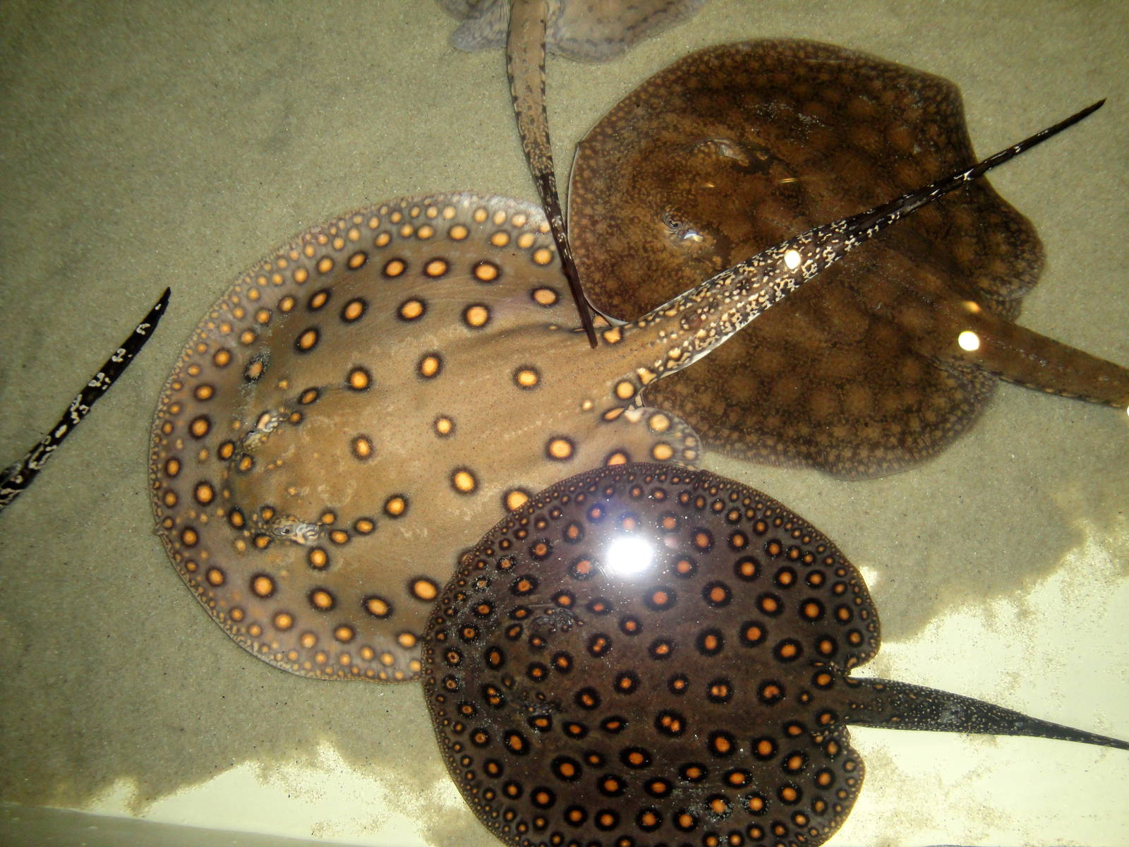 Freshwater Rays