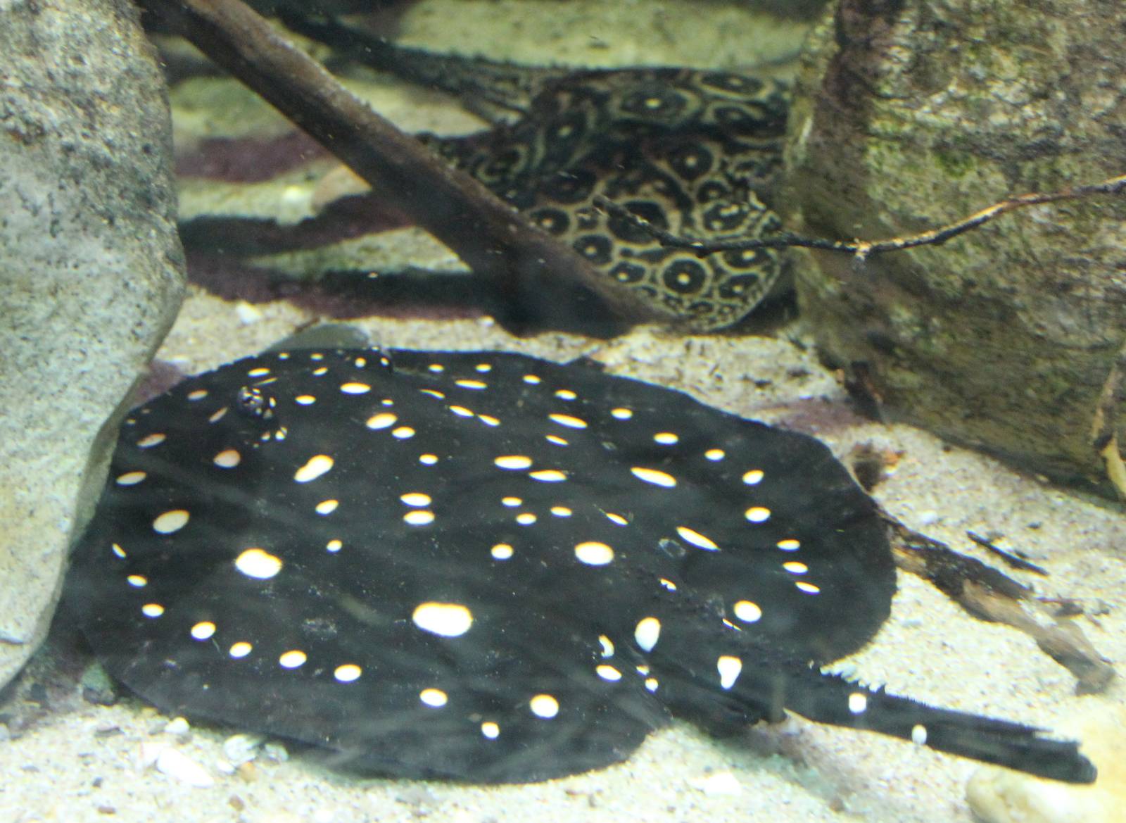 Freshwater rays