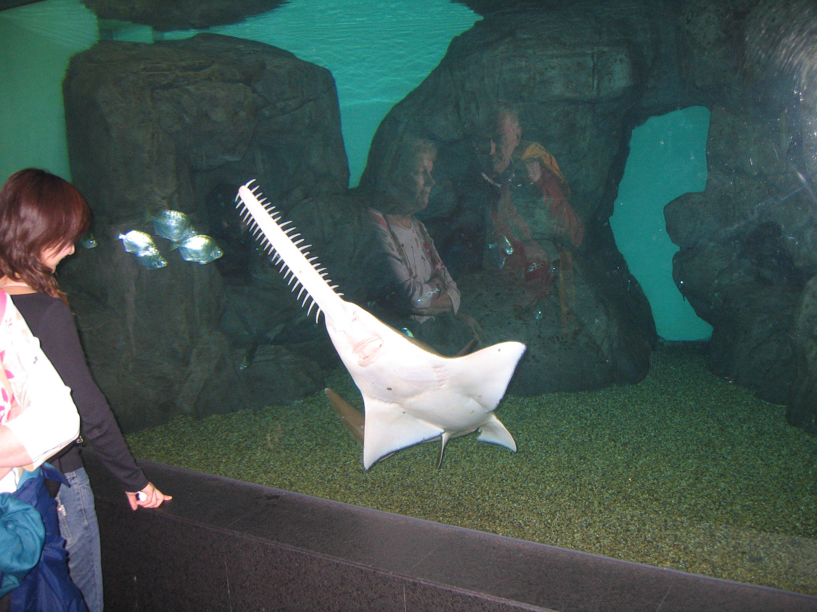 Freshwater Sawfish - Apr 2006