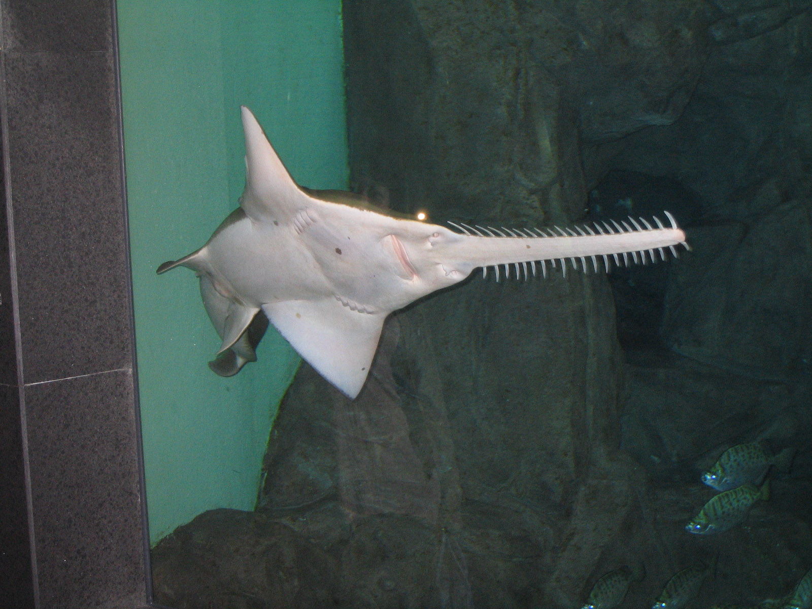 Freshwater Sawfish - Apr 2006