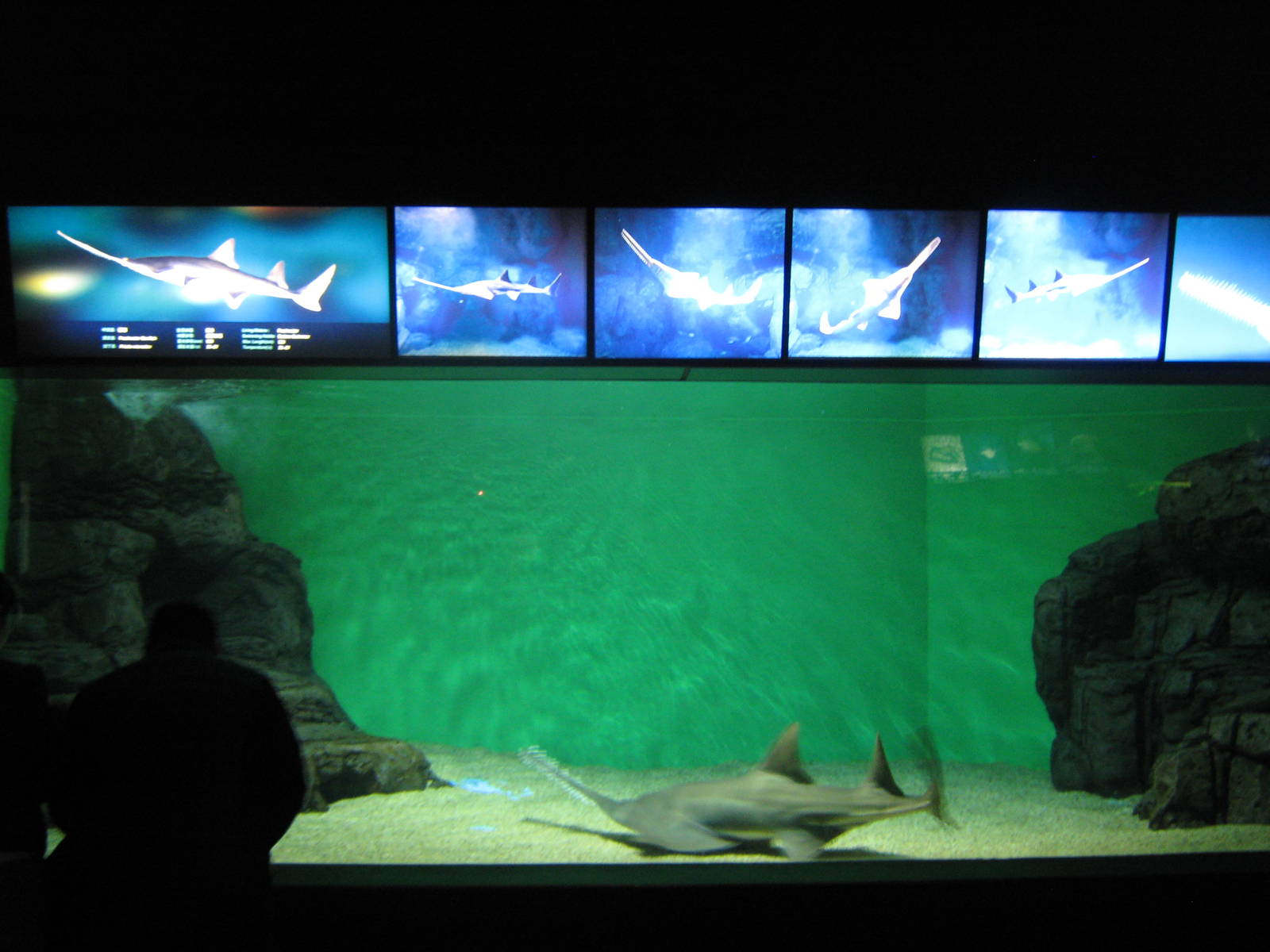 freshwater sawfish (Pristis microdon)