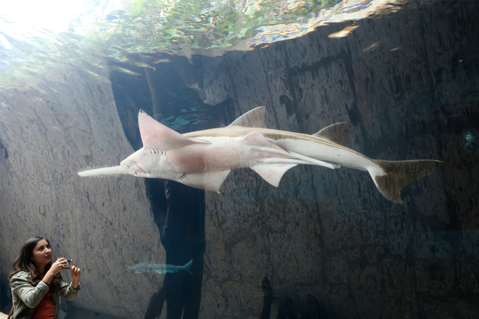 Freshwater Sawfish (Pristis microdon)
