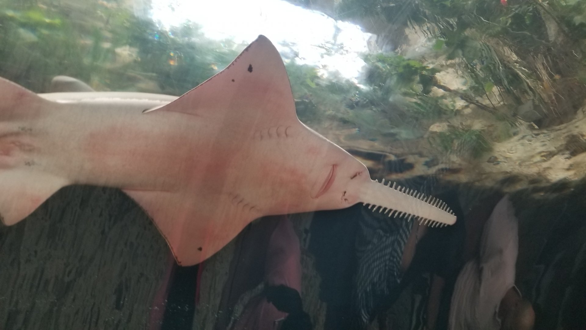 Freshwater sawfish