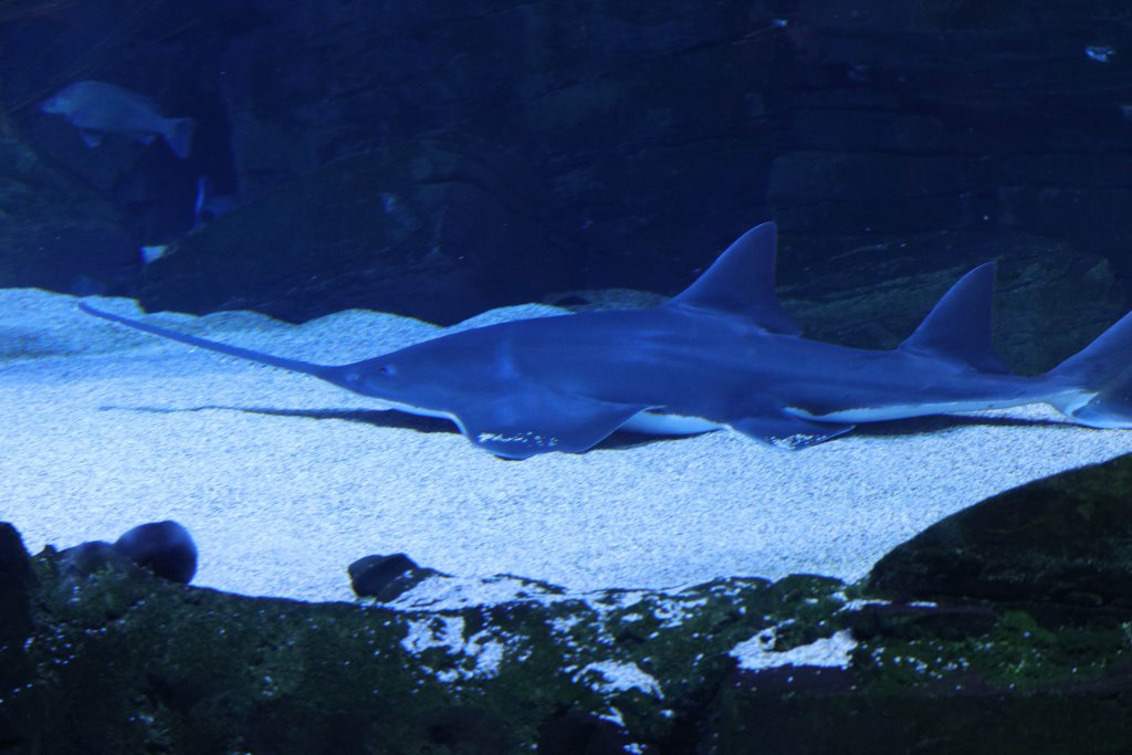 Freshwater Sawfish