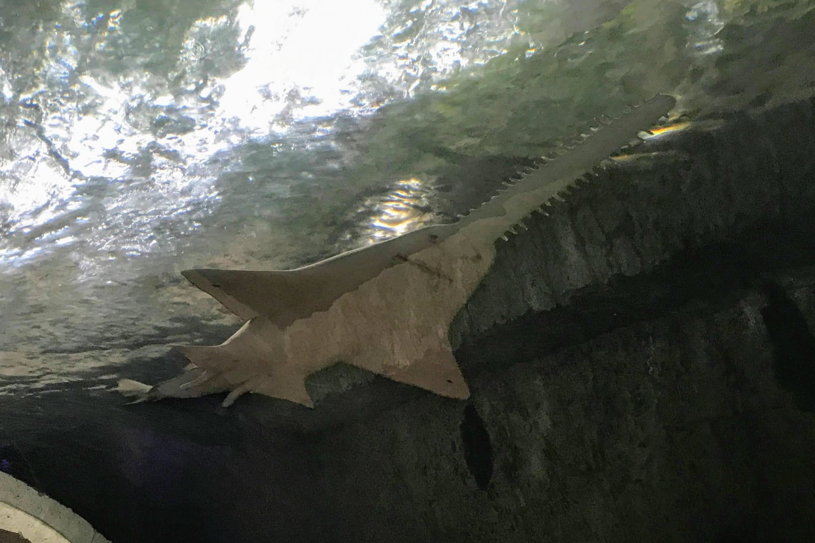 Freshwater Sawfish