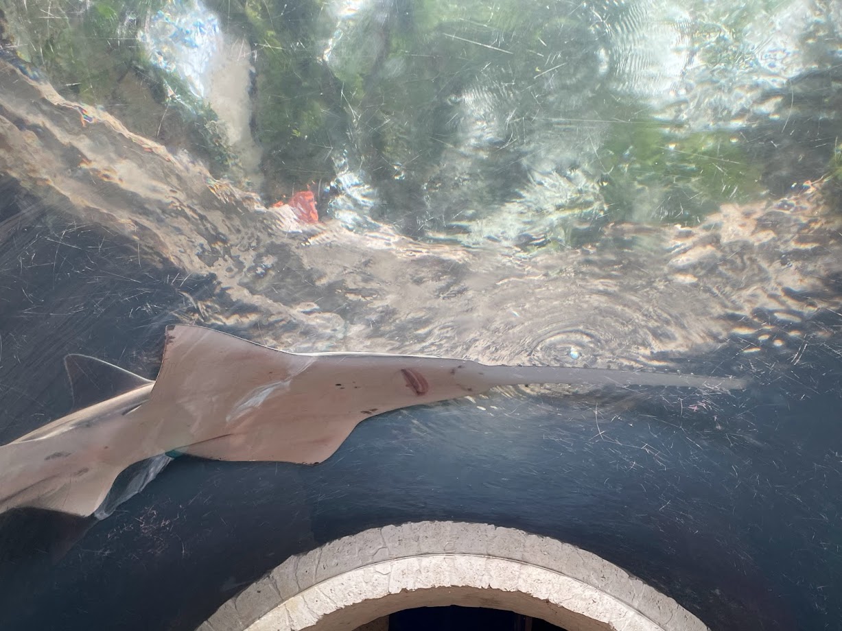 Freshwater Sawfish