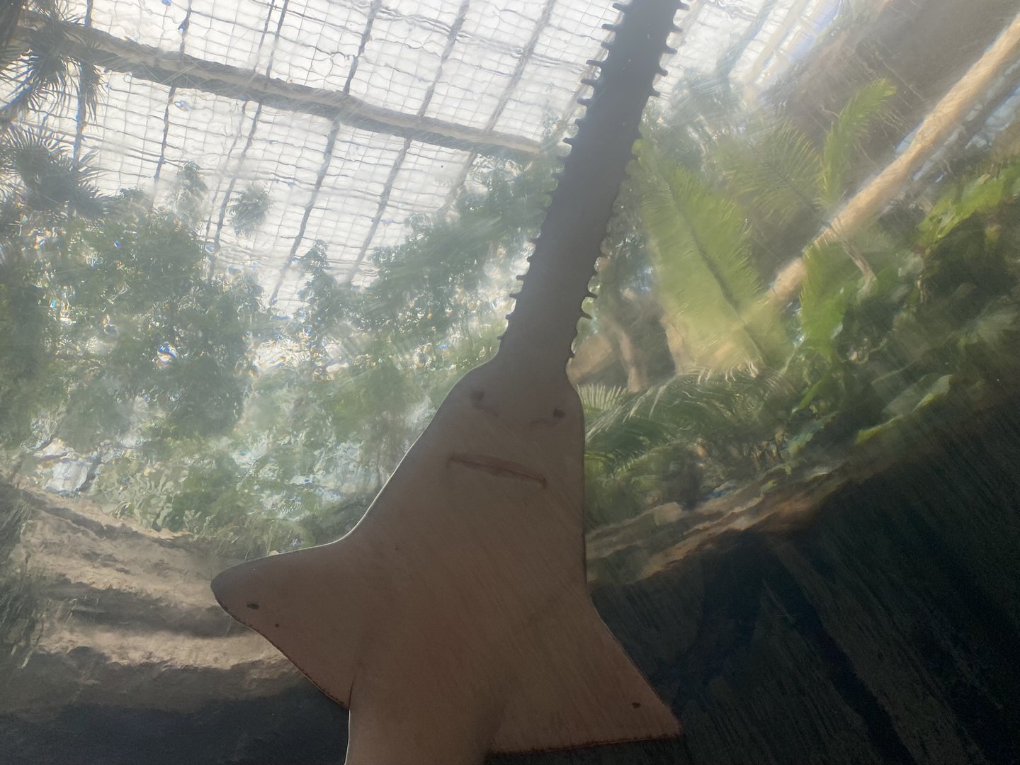 Freshwater Sawfish